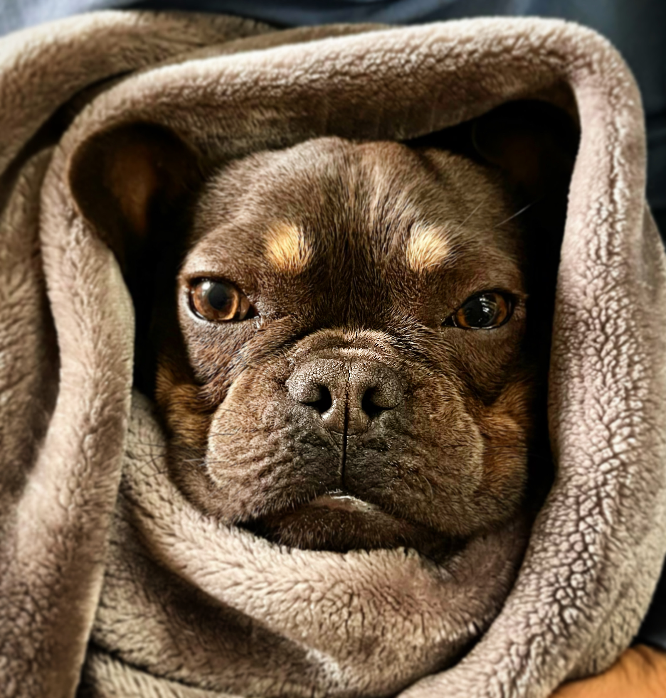 A French Bulldog wrapped snugly in a blanket, the 42 Frenchies mascot